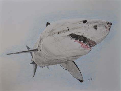 A commissioned colored pencil drawing of a great white shark. Love Drawings, Animal Drawings ...