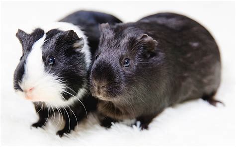 Black And White Guinea Pig Names - 250 Awesome Ideas For Naming Your Guinea Pigs