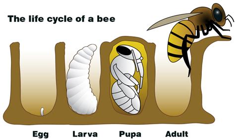 A Bee is More than a Bug | NASA Climate Kids