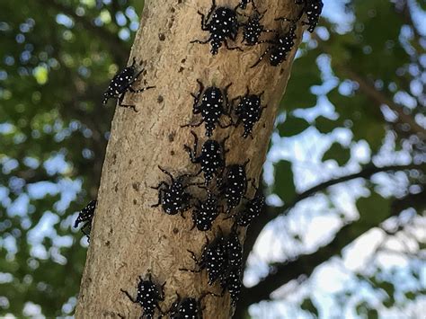 Spotted Lanternfly Control in Lancaster | Tomlinson Bomberger