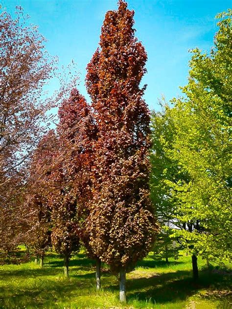 Red Obelisk European Beech - a Winner!