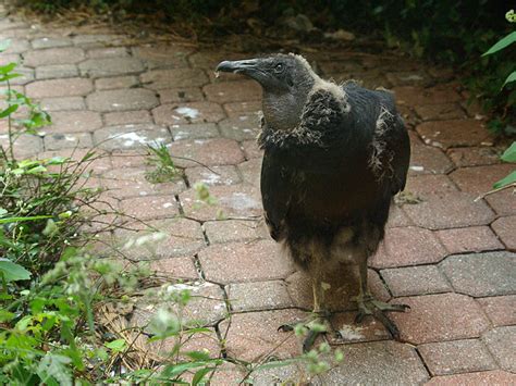 Black Vulture – Nest Update 13 – DFW Urban Wildlife