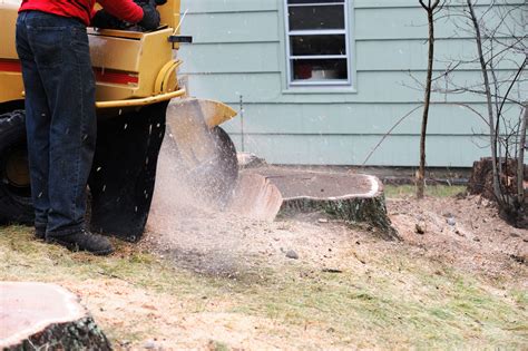 Stump Grinding Service in Burbank Ca and San Fernando Valley