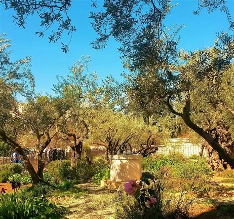 Facts About The Garden Of Gethsemane | Fasci Garden