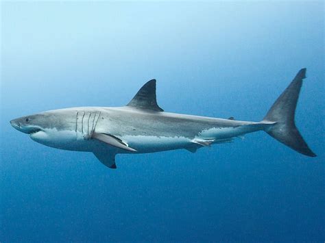 Shark species - The Australian Museum