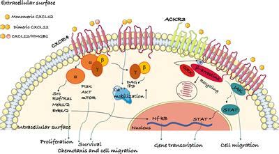 Frontiers | The Chemokine Receptor CXCR4 in Cell Proliferation and ...