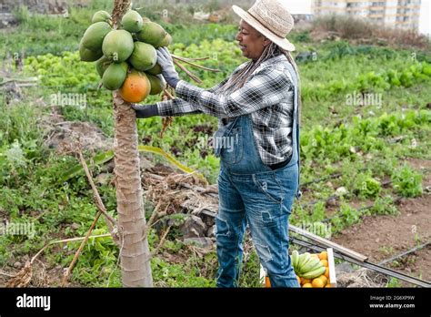 Papaya fruits hi-res stock photography and images - Alamy