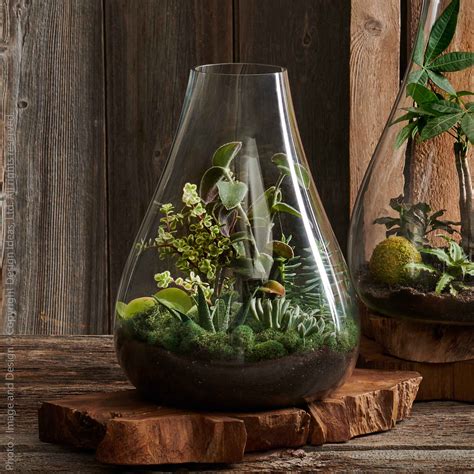 Design Ideas Glass Indoor Terrarium | Wayfair