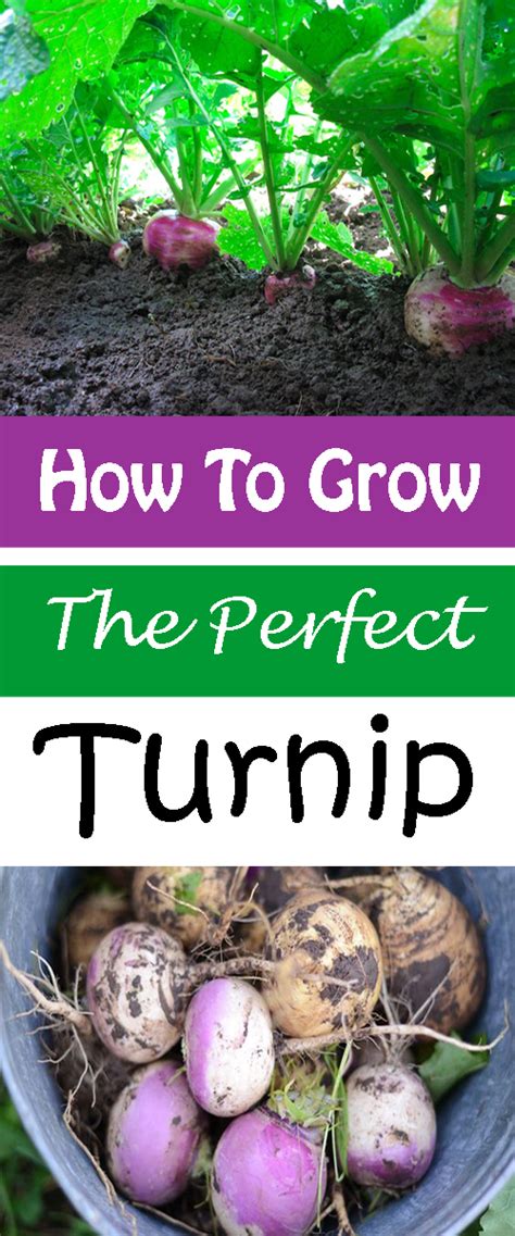 How to Grow Turnips: Planting, Growing and Harvesting Turnips - Everything About Garden