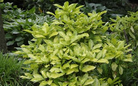 Gold Dust Variegated Aucuba - Aucuba japonica 'Variegata' - 1 Gallon - Shrub - Variegated Shrubs ...