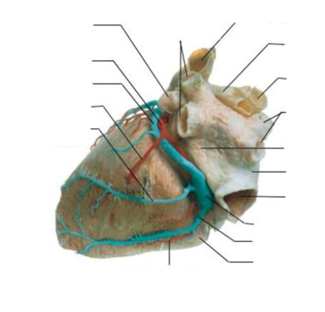 External Posterior Anatomy of Heart Cadaver Diagram | Quizlet