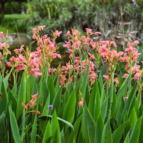 10 Canna Lily Miss Pink Pink Canna Bulbs Plant for Garden | Etsy