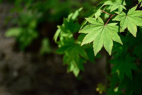 Amur Maple Care - Growing Amur Maple Trees In The Landscape | Gardening ...