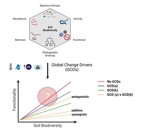 The unknown way global change impacts soil biodiversity and its ecosystem functioning - WUR