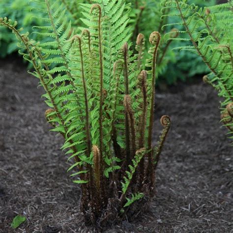 Buy fern Dryopteris wallichiana: £19.99 Delivery by Crocus