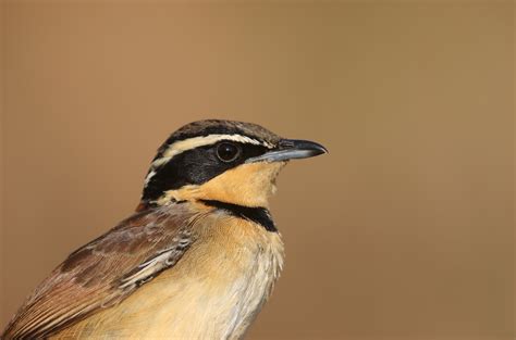 Collared Crescentchest (Collared) - eBird