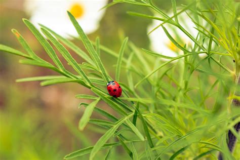 Red and Black Ladybug on Green Leaf · Free Stock Photo