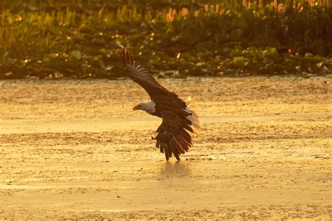 Bald Eagle Flying Above Body of Water · Free Stock Photo