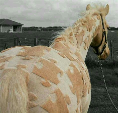 Horse clipping patterns All The Pretty Horses, Beautiful Horses, Animals Beautiful, Beautiful ...