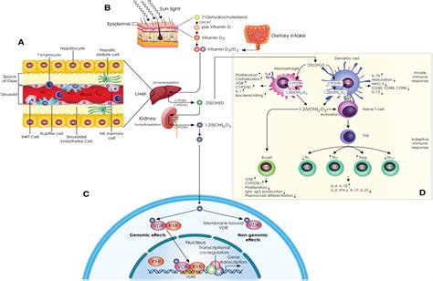 Vitamin D—Liver Disease Association: Biological Basis and Me... : Hepatology