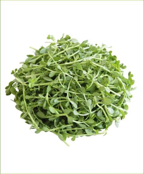 Bacopa Monnieri Seeds For Sale - Brain Mind Article