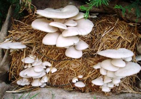 Nagaland: Mushroom cultivation contributing to rural economy | MorungExpress | morungexpress.com