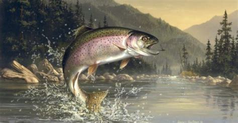 Rainbow Trout Fish Jumping Out Of Water | Video Bokep Ngentot