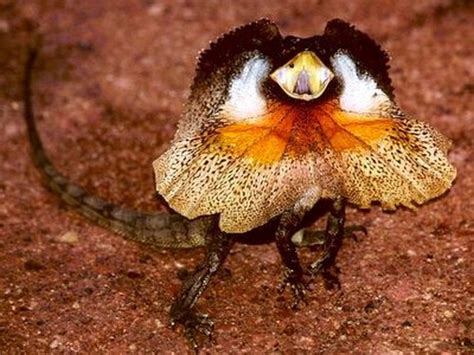 Australian Frilled Lizard or Frill Necked Lizard