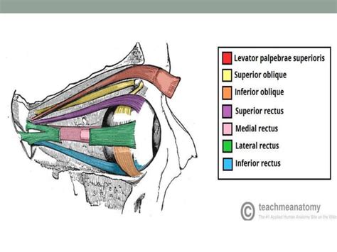 Anatomy of sclera