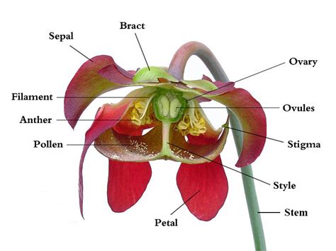 Anatomy of a Flower — Pier Press