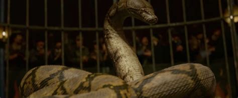 Fantastic Beasts 2 Nagini Explained: What Is a Maledictus? | Collider