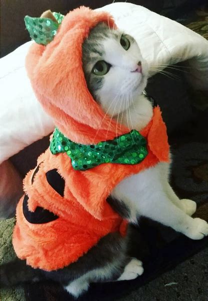 Pumpkin Halloween Costumes For Cats - Debsartliffcards