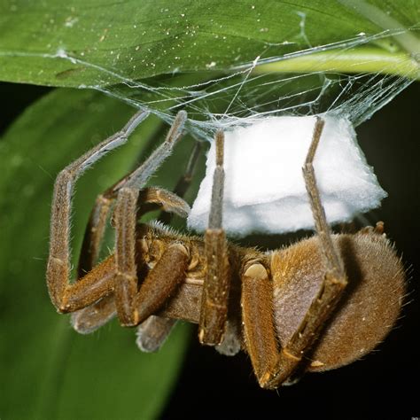 Brazilian Wandering Spider / Spider that can give men four-hour erections found in ... : The ...