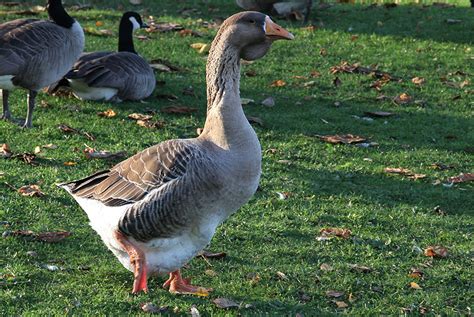 Toulouse goose | The Life of Animals