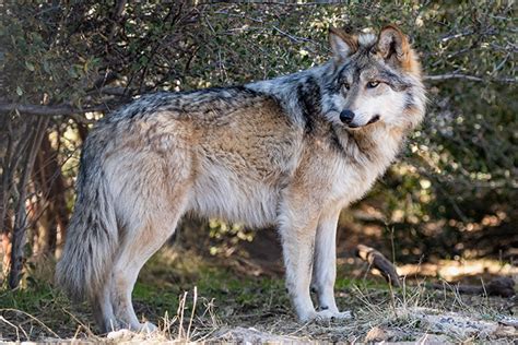 Four endangered Mexican gray wolves find new home at SF Zoo | Piedmont Exedra