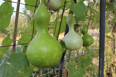 Birdhouse/Bottle Gourd (Treated Seed) | Seedway