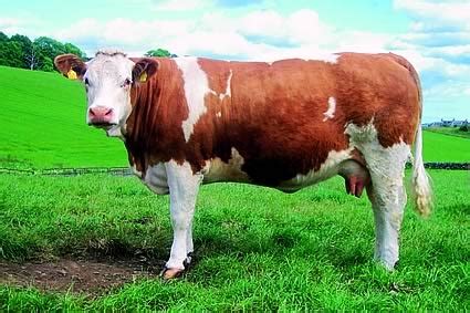 Simmental is a breed of cattle whose history dates back to the Middle Ages. Early records ...