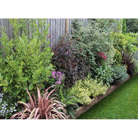 Evergreen Border 2m x 120cm | Evergreen garden, Low maintenance garden ...