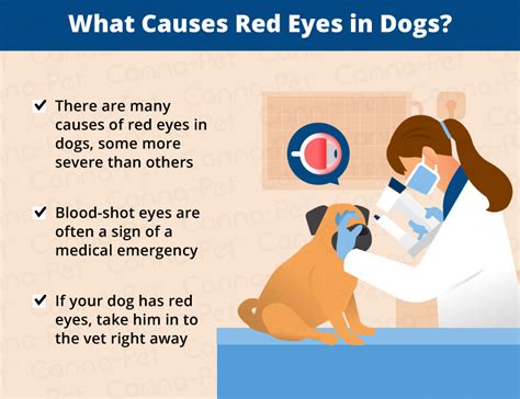 What Causes Dogs Eyes To Be Bloodshot