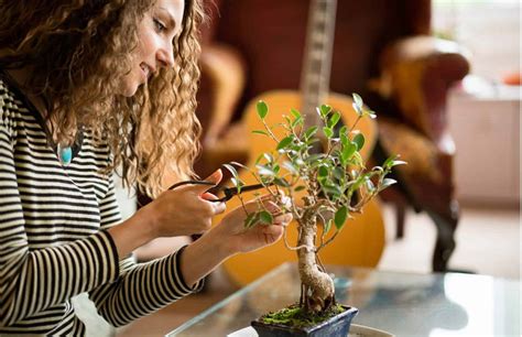 How to Prune a Bonsai Tree: Step-by-Step Guide | Plantly