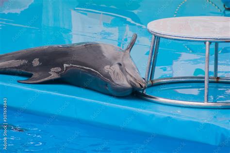 Cute sad trained dolphin performs in dolphinarium, aquarium. wild animals in poor conditions ...