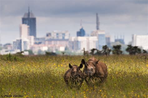 Nairobi National Park - Maasai Mara National Reserve