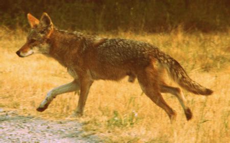 Mexican Coyote (Canis latrans baileyi) — 'Souls Wiki