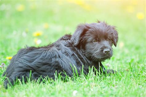 Bergamasco Sheepdog Puppies For Sale - AKC PuppyFinder