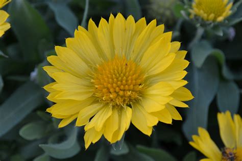 Gaillardia Mesa Yellow - Green Thumb Advice