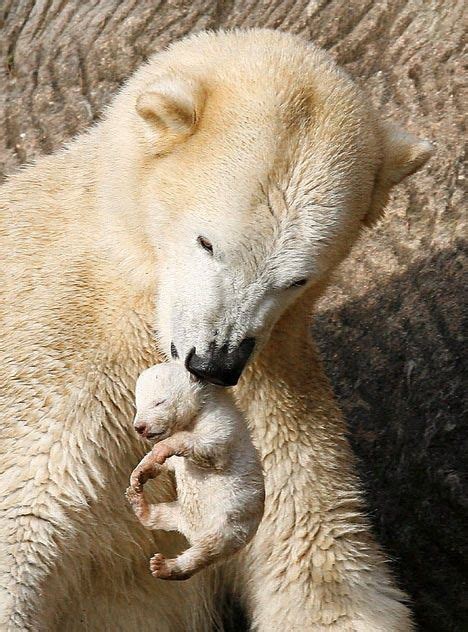 Newborn Baby Polar Bear | Baby polar bears, Baby animals, Animals beautiful