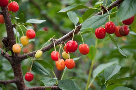 How long does cherry tree take to grow