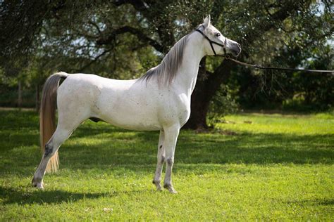 4 Oldest Horse Breeds in the World - Oldest.org