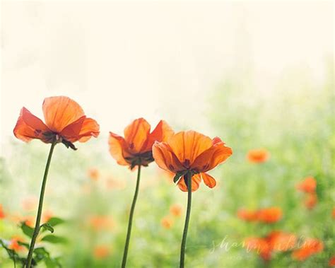 Poppy Photography / Poppies Nature Photography Botanical | Etsy