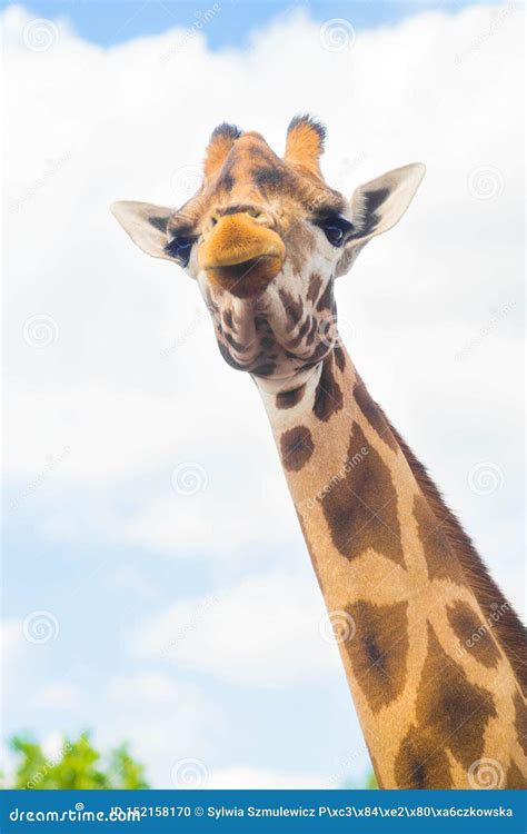 Funny Cute Giraffe Face Portrait on Sky Background Stock Photo - Image of national, nature ...